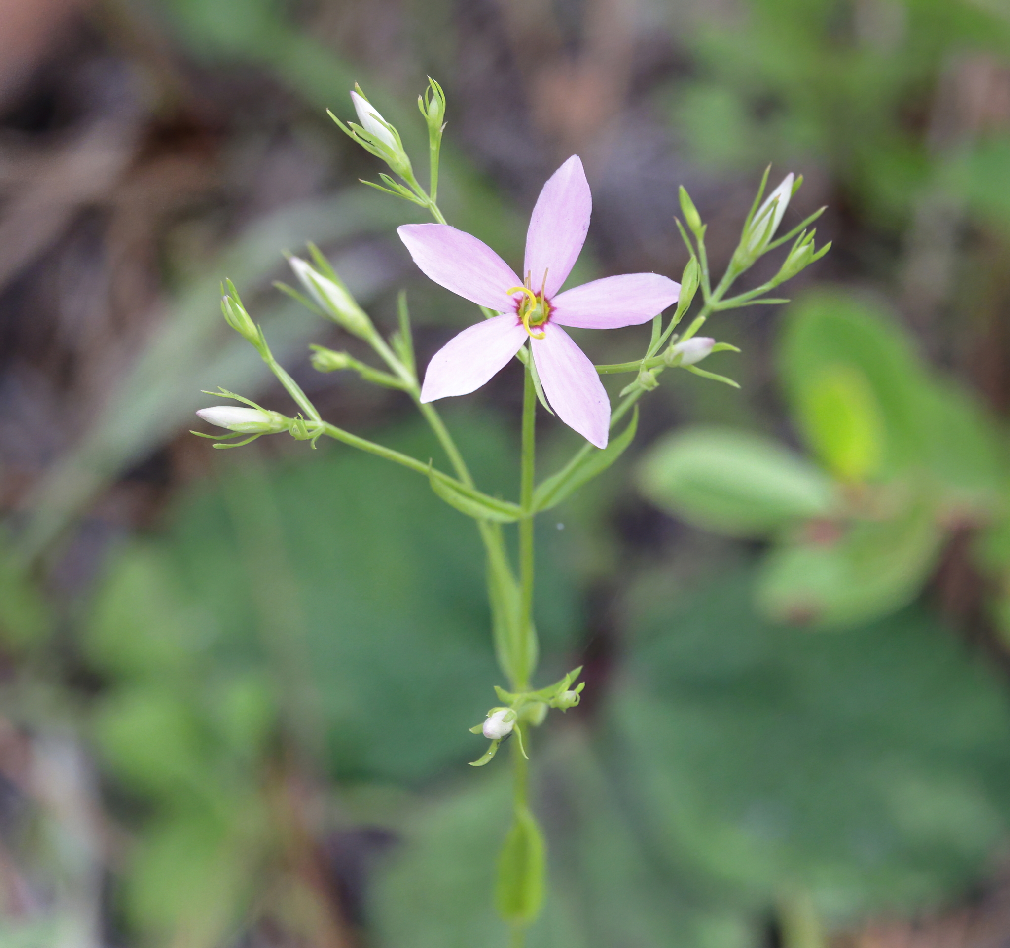 Sabatia brachiata