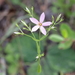 Sabatia brachiata - Photo (c) Lauren McLaurin,  זכויות יוצרים חלקיות (CC BY), הועלה על ידי Lauren McLaurin