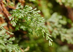 Hymenophyllum australe