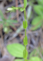 Sabatia brachiata