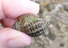 Acanthinucella