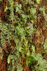 Hymenophyllum australe
