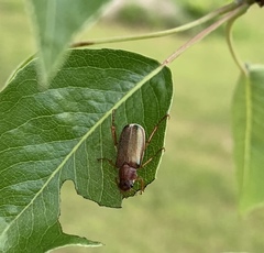Dichelonyx subvittata
