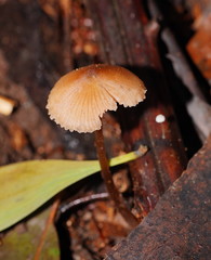 Entoloma aromaticum