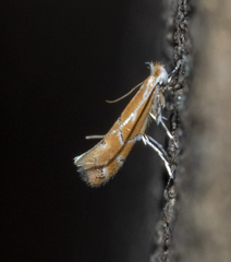 Phyllonorycter celtisella