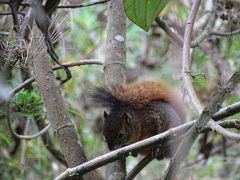 Sciurus granatensis