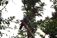 Patagioenas squamosa