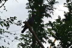 Patagioenas squamosa