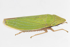 Draeculacephala constricta