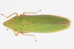 Draeculacephala constricta