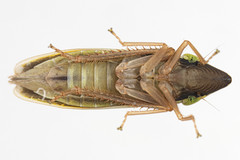 Draeculacephala constricta