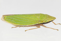 Draeculacephala constricta