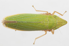 Draeculacephala constricta