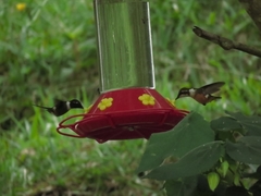 Chaetocercus mulsant