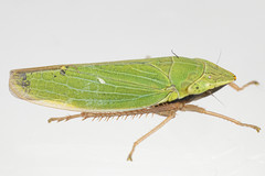 Draeculacephala antica