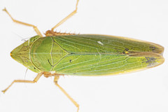 Draeculacephala antica