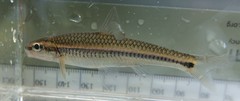 Hybopsis lineapunctata