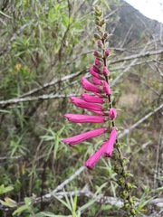 Lamourouxia pacifica