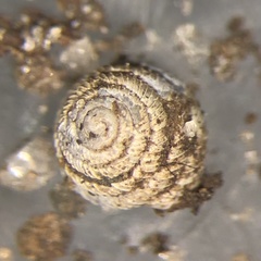 Strobilops labyrinthicus