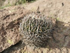 Echinofossulocactus phyllacanthus