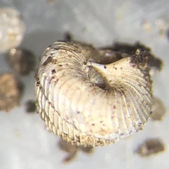 Strobilops labyrinthicus