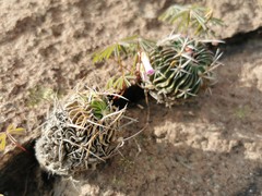 Echinofossulocactus phyllacanthus