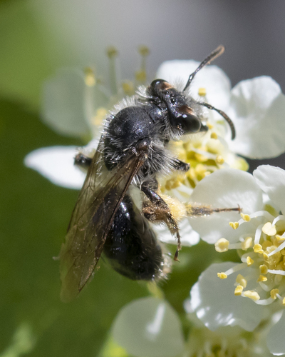 Red-faced Miner Bee