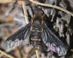 Hemipenthes morioides