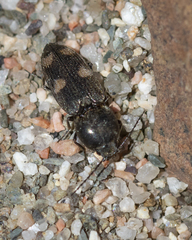 Paracardiophorus