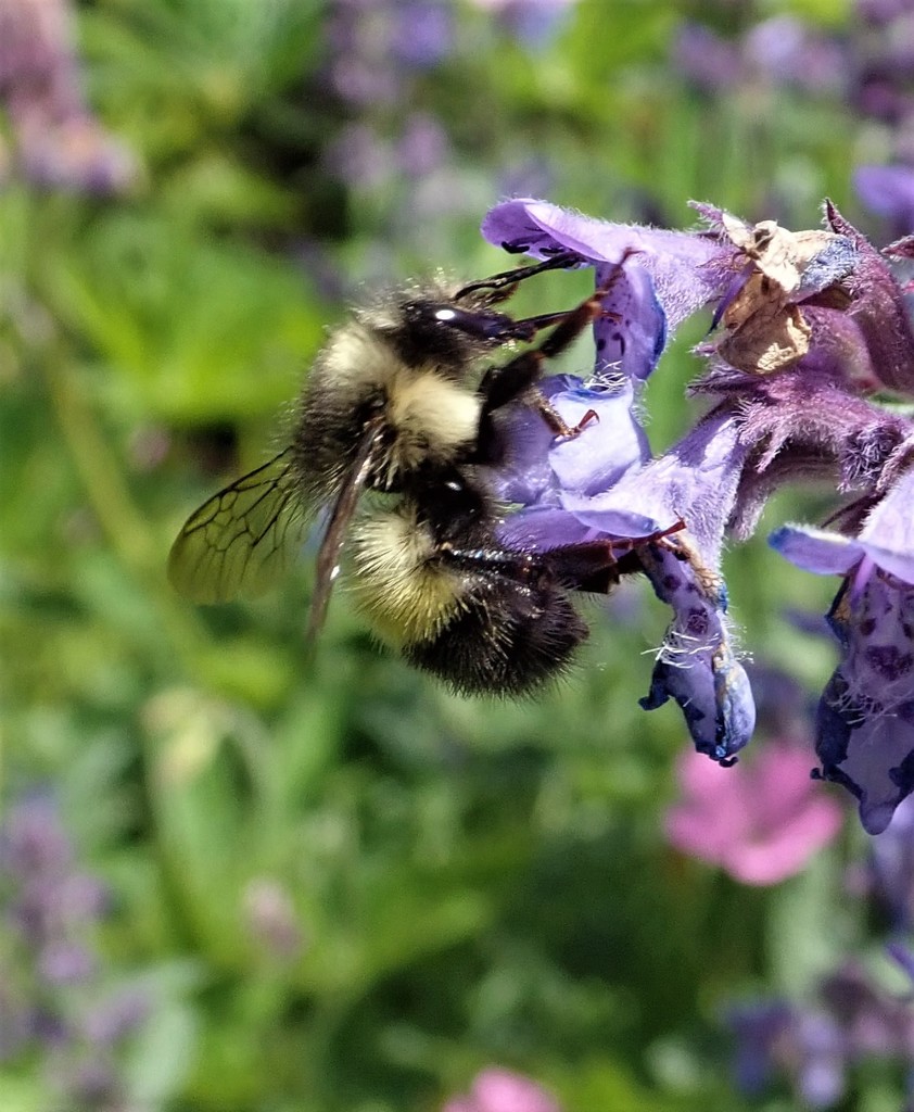 Yellow-Fronted Bumble Bee from Bainbridge Island, WA, USA on May 31 ...