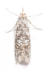 Ellabella melanoclista