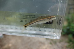 Hybopsis lineapunctata