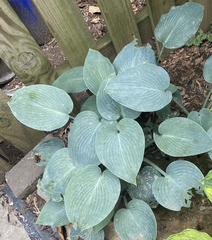 Hosta ventricosa