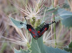 Zygaena sarpedon
