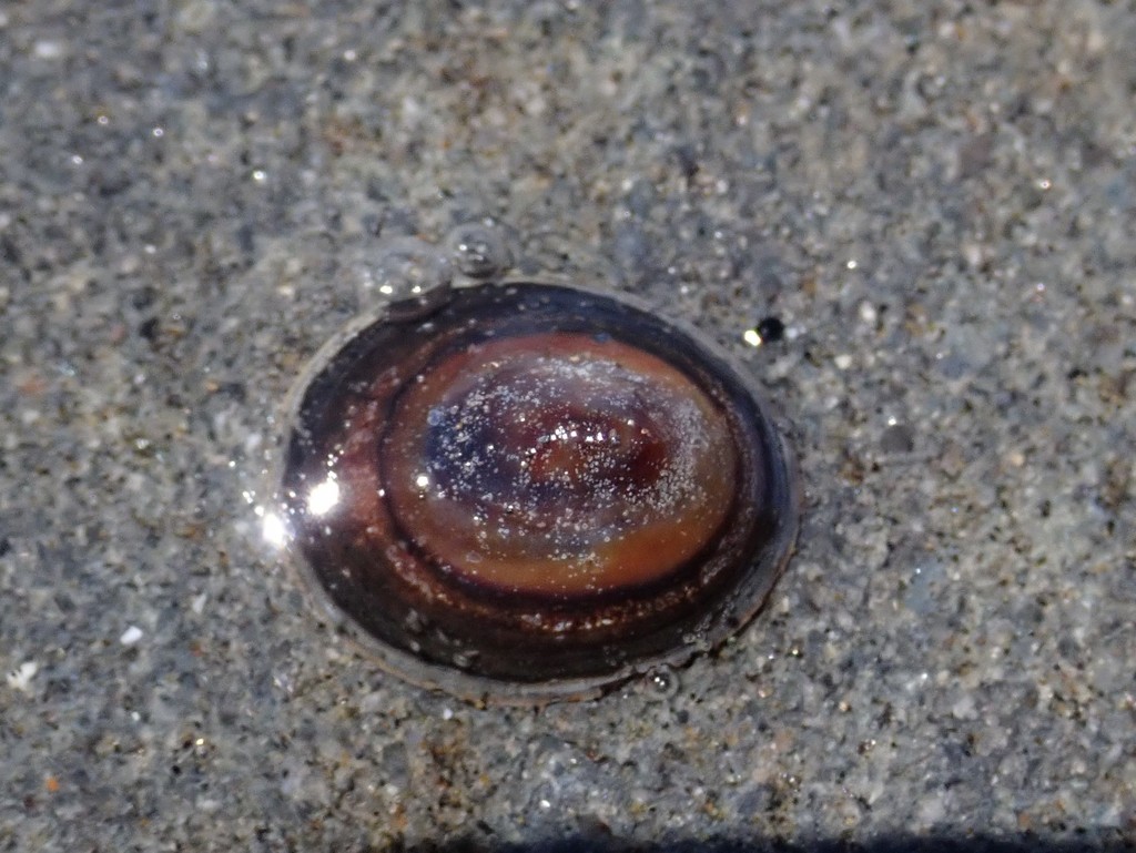 Chocolate Limpet