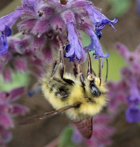 Yellow-fronted Bumble Bee photo 6