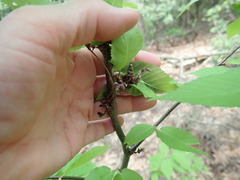 Eriophyes betulae