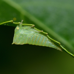 Stictocephala militaris