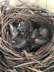 Colluricincla harmonica