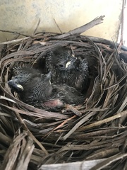 Colluricincla harmonica