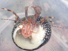 Pagurixus hectori
