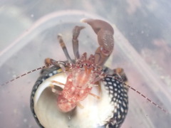 Pagurixus hectori