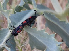 Zygaena sarpedon
