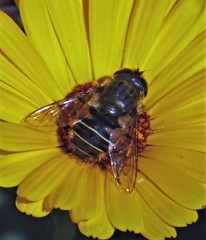 Eristalis croceimaculata