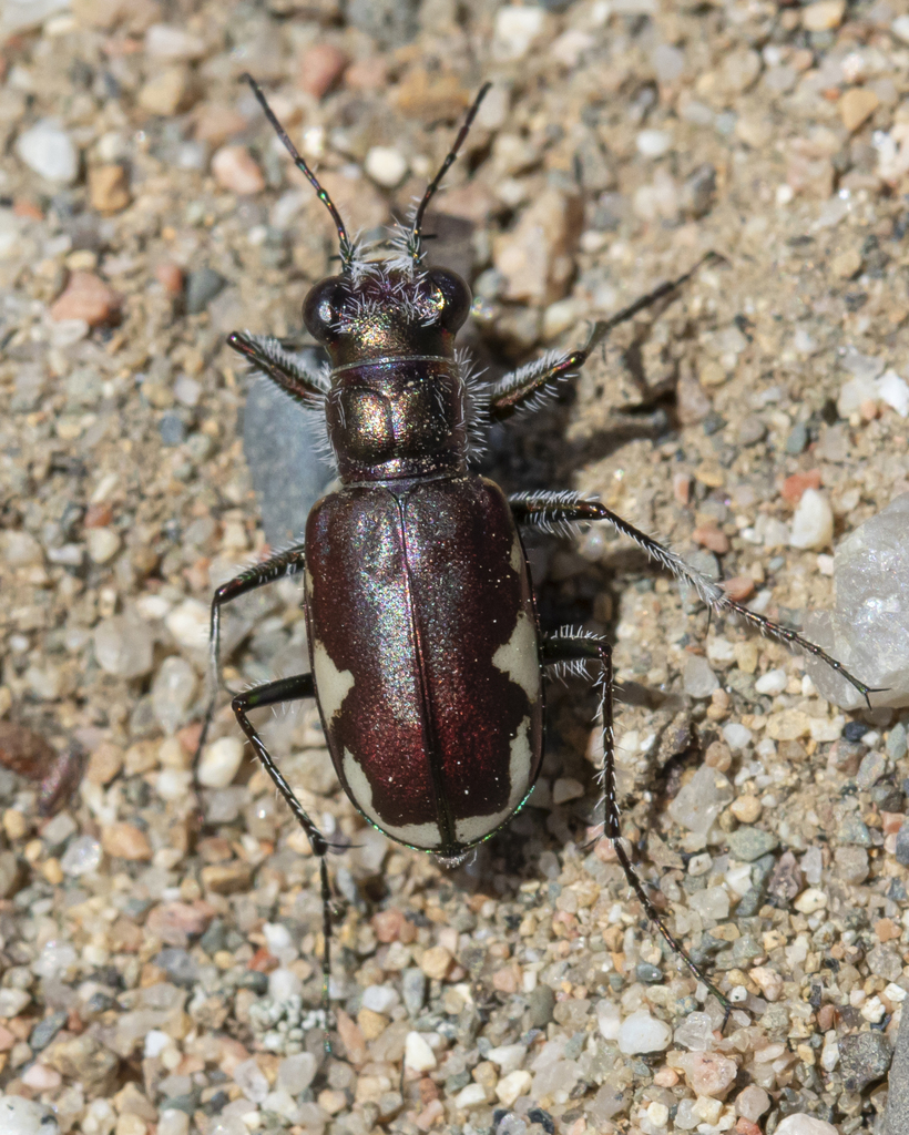 Cicindelina