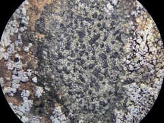 Rhizocarpon reductum