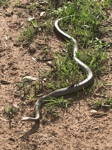 Eastern Brown Snake sighting