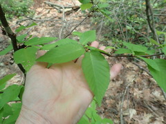 Eriophyes betulae
