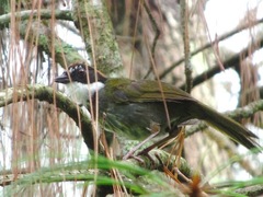 Arremon brunneinucha