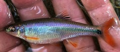 Cyprinella gibbsi